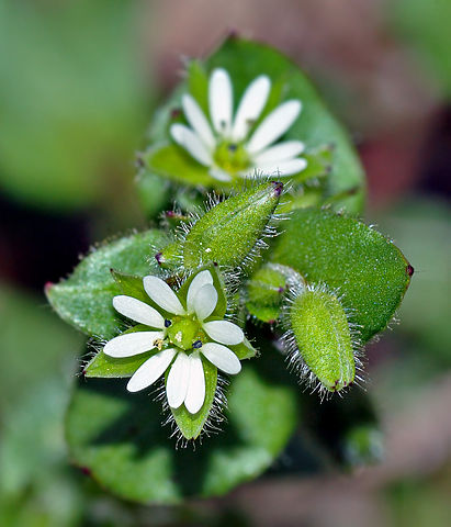 Stellaria media